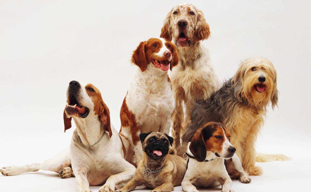 Psia Fiesta - wyjątkowe wydarzenie dla miłośników czworonogów - Serwis informacyjny z Raciborza - naszraciborz.pl