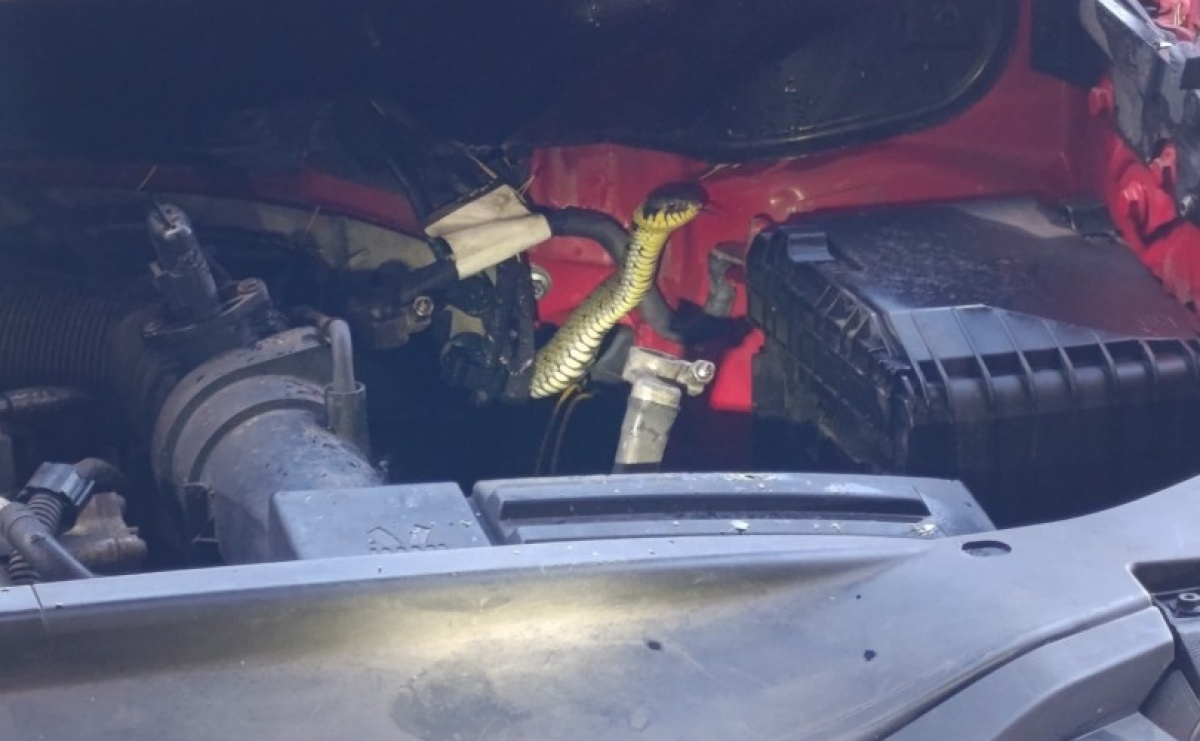 Nietypowa interwencja w Czyżowicach. Wąż schował się pod maską samochodu - Serwis informacyjny z Raciborza - naszraciborz.pl