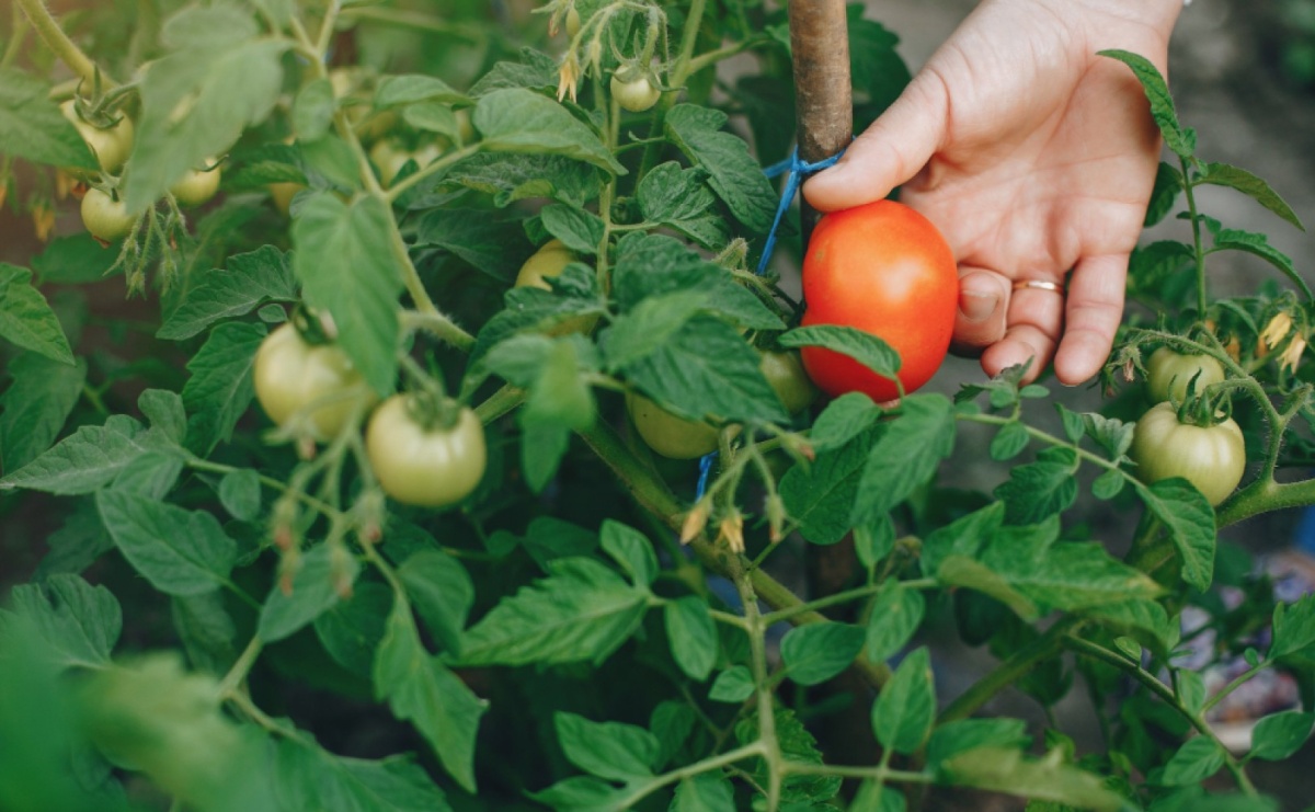 Od sadzonki do plonu - jak rozpocząć skuteczną uprawę warzyw na balkonie i w ogrodzie - Serwis informacyjny z Raciborza - naszraciborz.pl