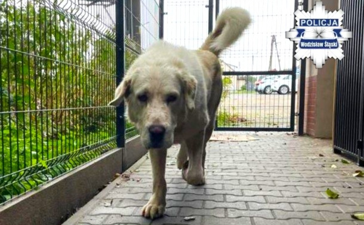 Dzięki reakcji mieszkańców uciekinier szybko wrócił do domu - Serwis informacyjny z Wodzisławia Śląskiego - naszwodzislaw.com