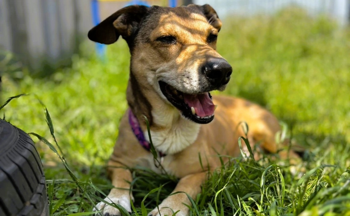 Trwa zbiórka karmy dla wodzisławskiego przytuliska - Serwis informacyjny z Raciborza - naszraciborz.pl