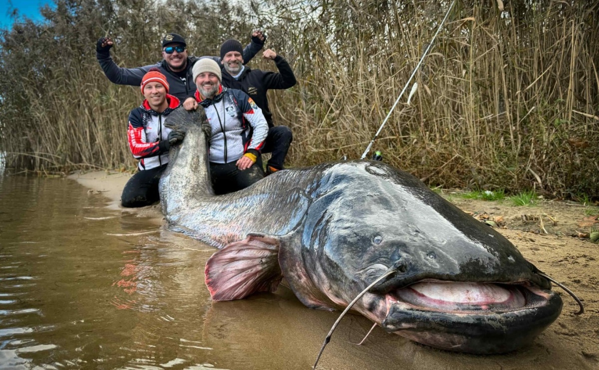 Sum olbrzym złowiony w Rybniku. To nowy rekord świata - Serwis informacyjny z Raciborza - naszraciborz.pl