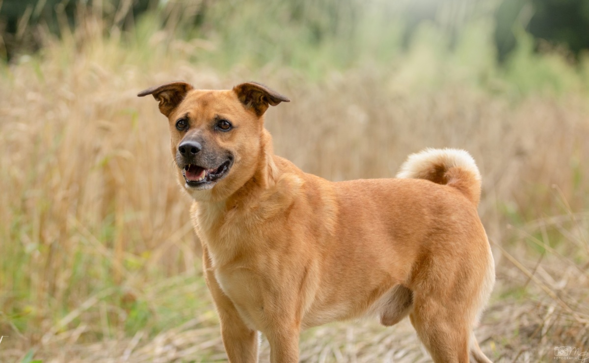 Zbiórka karmy dla wodzisławskiego przytuliska. Ostatnie dni na włączenie się w pomoc - Serwis informacyjny z Raciborza - naszraciborz.pl