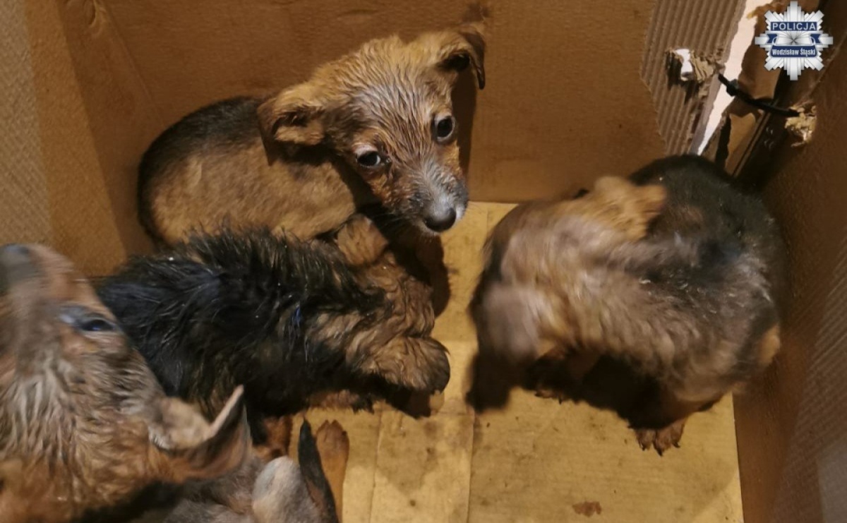 Ciche skomlenie zwróciło uwagę mężczyzny. W lesie w Czyżowicach ktoś porzucił szczeniaki - Serwis informacyjny z Raciborza - naszraciborz.pl