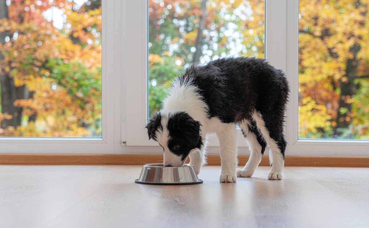 jak wybrac pierwsza sucha karme dla szczeniaka
