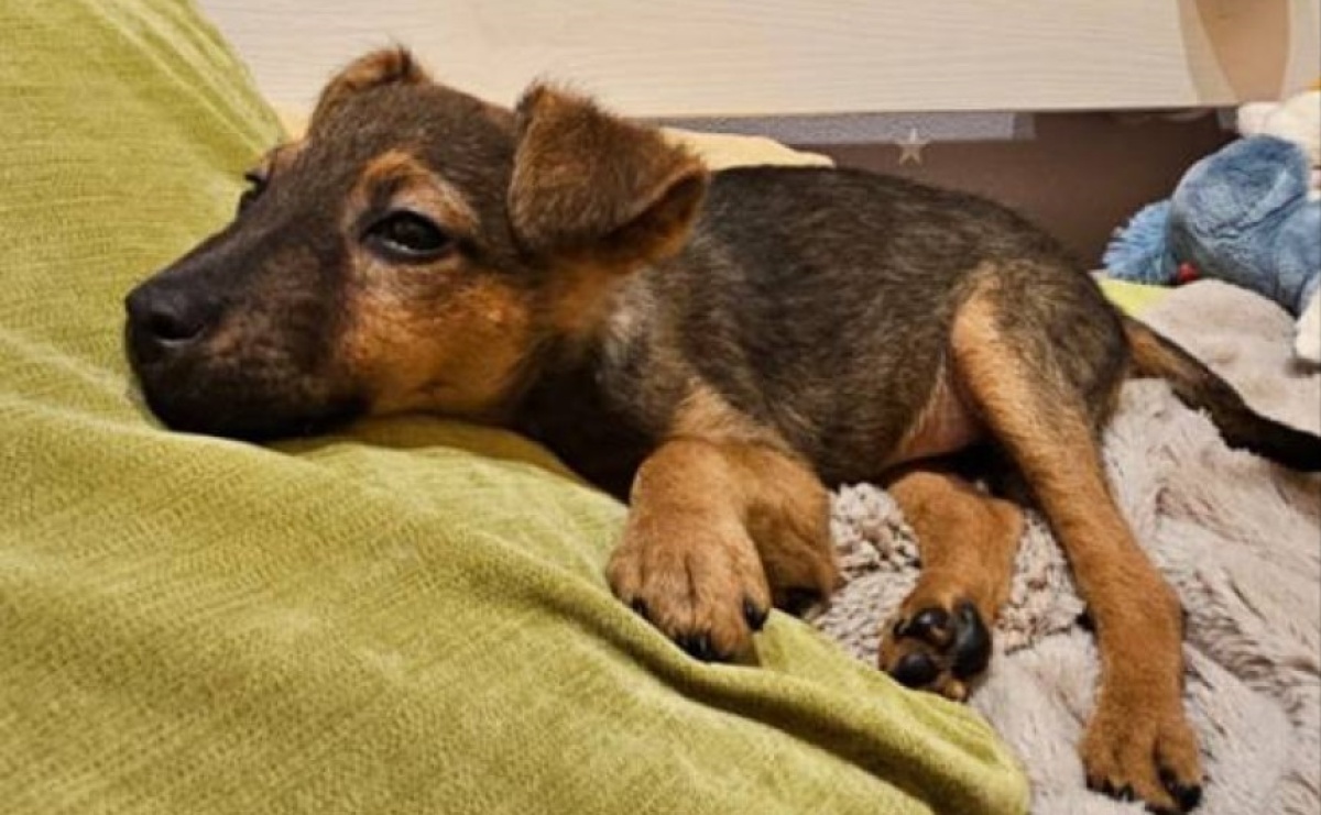 Porzucone szczenięta z Czyżowic znalazły nowe domy - Serwis informacyjny z Raciborza - naszraciborz.pl