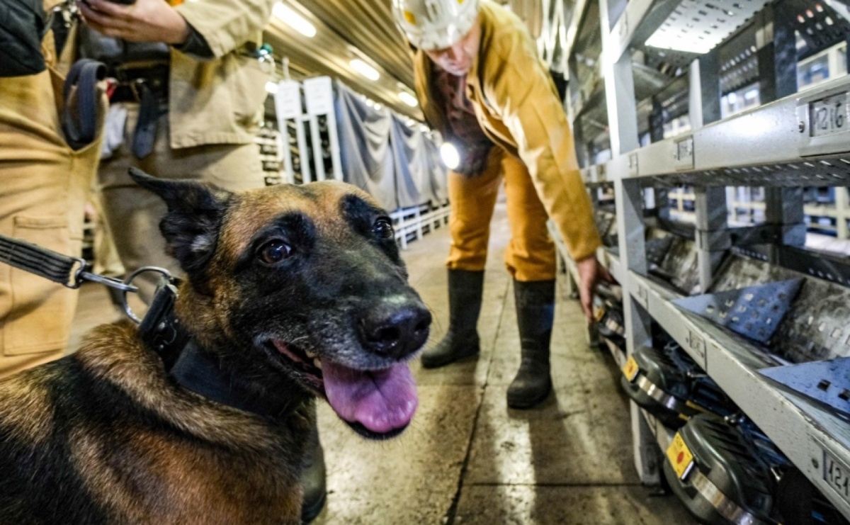 Szkolenie psów służbowych 1080 metrów pod ziemią - Serwis informacyjny z Raciborza - naszraciborz.pl