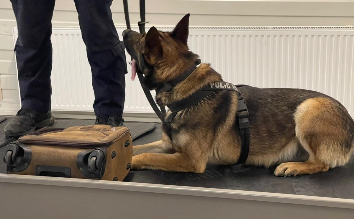 Czworonożni strażnicy graniczni, żołnierze i policjanci szkolili się w Chorzowie - Serwis informacyjny z Wodzisławia - naszwodzislaw.com