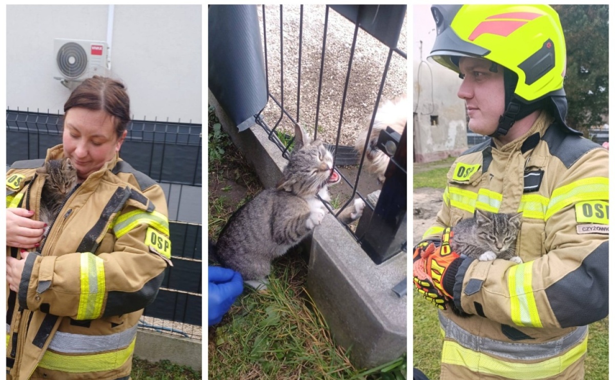 Czyżowice: Strażacy ruszyli kotu na ratunek. Zwierzak utknął w ogrodzeniu - Serwis informacyjny z Raciborza - naszraciborz.pl
