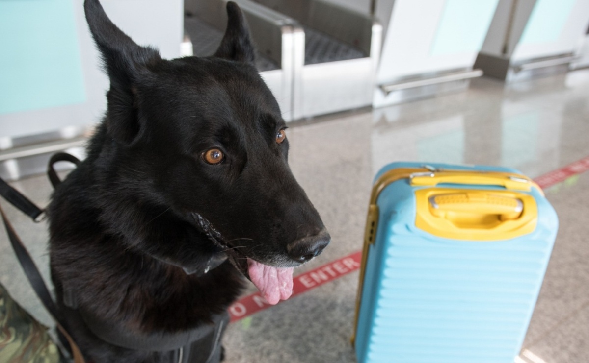 Weekend na lotnisku w Katowicach-Pyrzowicach - Serwis informacyjny z Raciborza - naszraciborz.pl