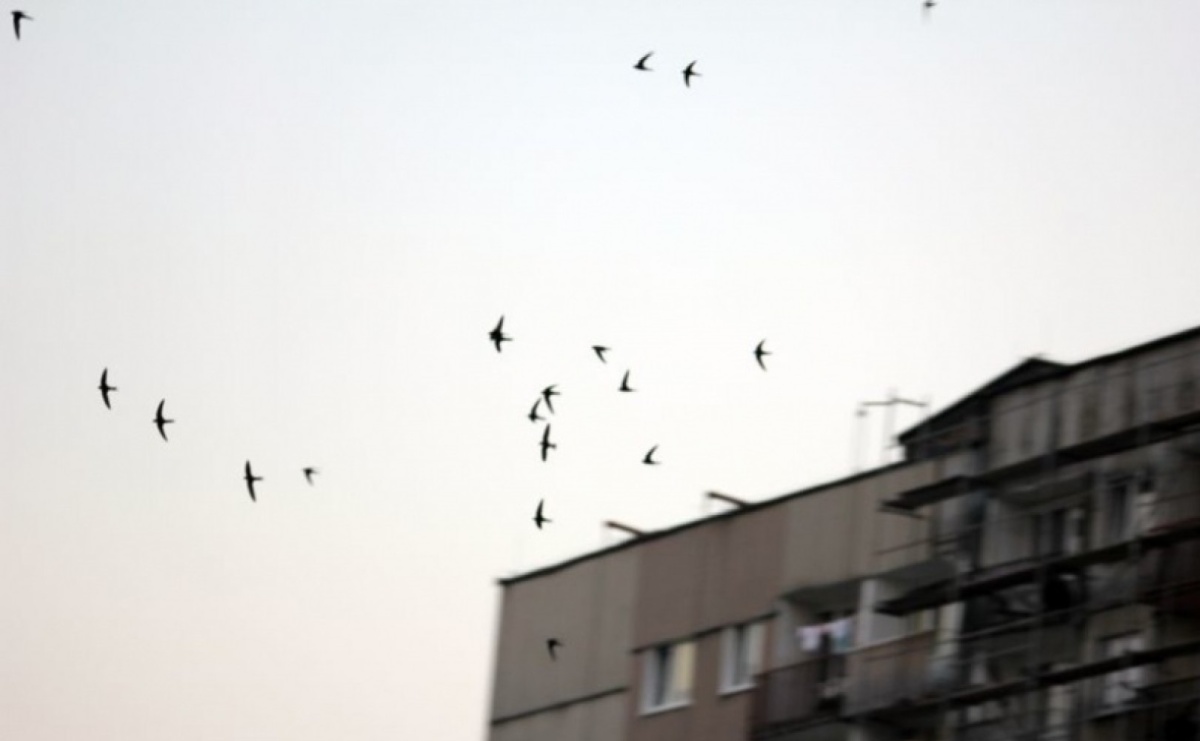 Strażnicy miejskiego nieba. Czy Wodzisław Śląski da schronienie jerzykom? - Serwis informacyjny z Raciborza - naszraciborz.pl