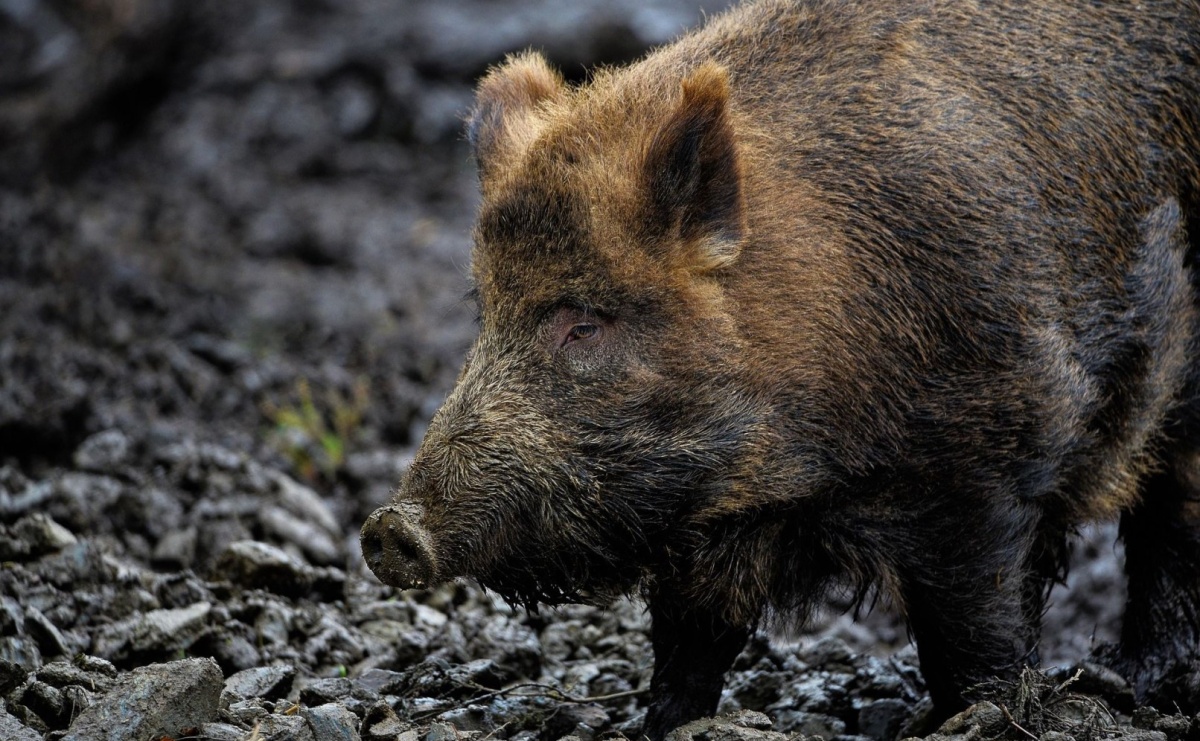 Dziki w pobliżu posesji. Kto za co odpowiada? Wyjaśnienie kompetencji i obowiązków - Serwis informacyjny z Raciborza - naszraciborz.pl