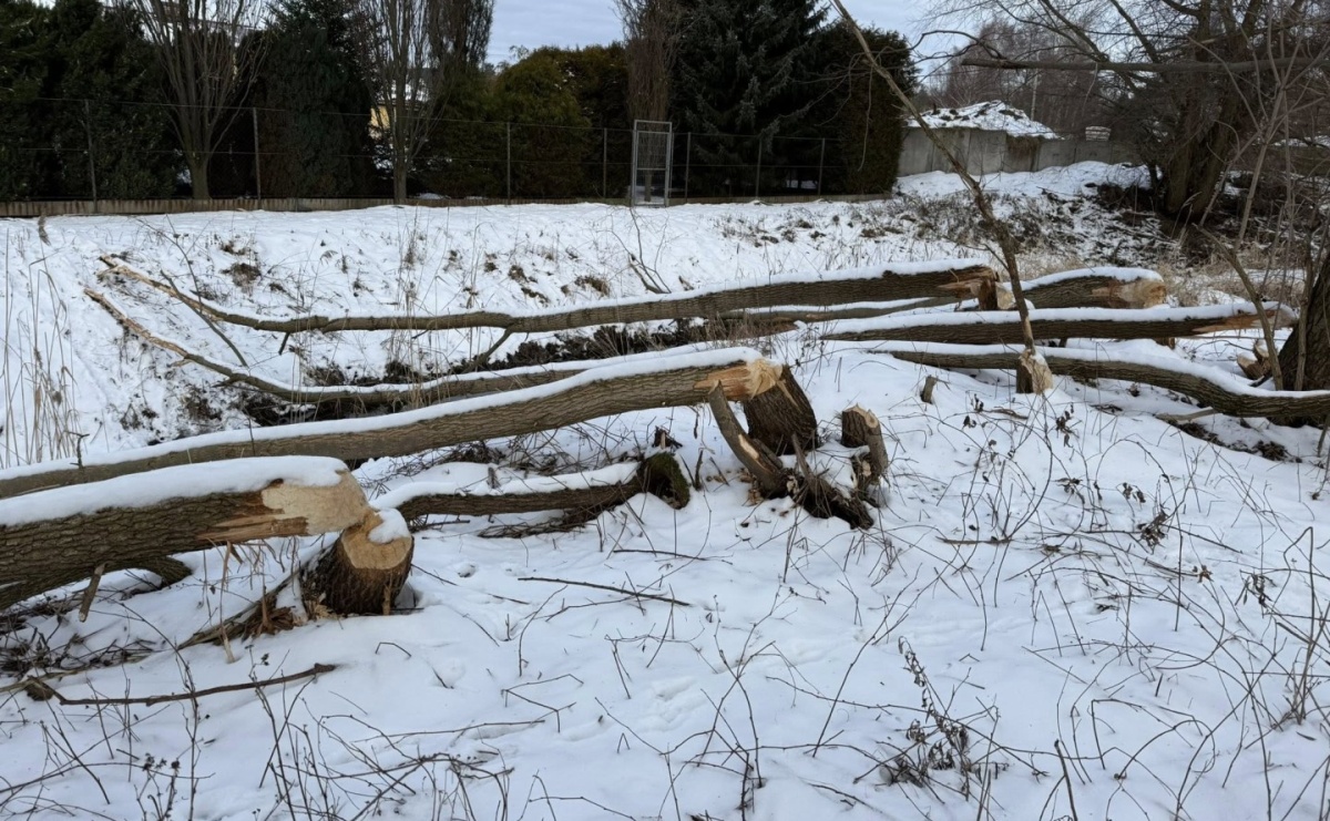 Bobry mogą powodować kłopoty w Wodzisławiu Śląskim. Zagrożenie powodziowe w Radlinie II - Serwis informacyjny z Raciborza - naszraciborz.pl