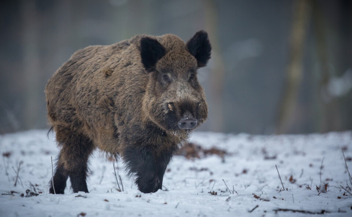 Zgłaszanie zagrożeń ze strony dzików i lisów na terenie Miasta Pszów - Serwis informacyjny z Raciborza - naszraciborz.pl