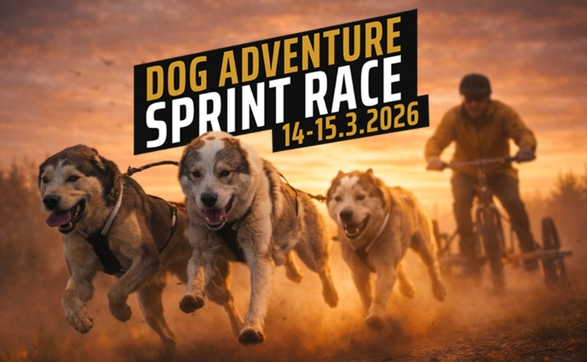 Sportowe emocje, psy i adrenalina – Dog Adventure Sprint Race - Serwis informacyjny z Raciborza - naszraciborz.pl