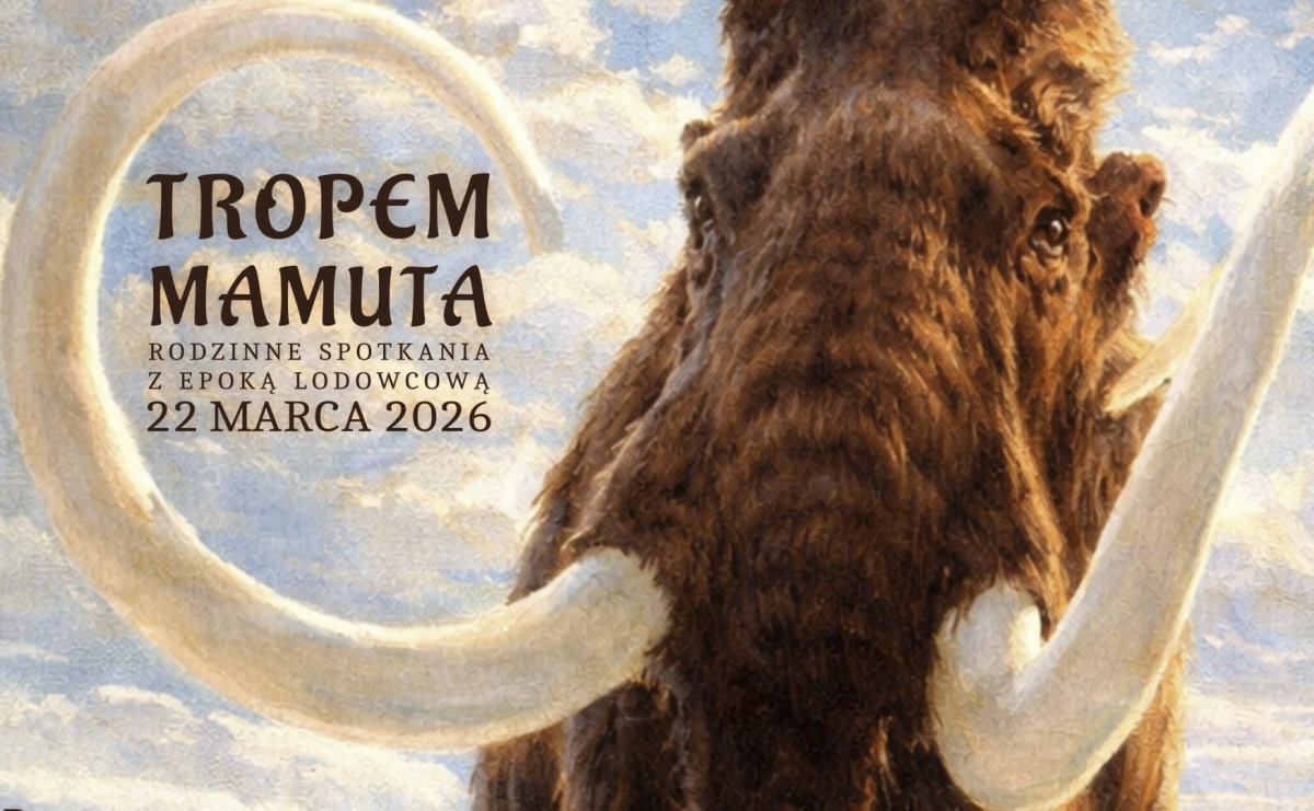 Cios mamuta wraca do Muzeum  - Serwis informacyjny z Raciborza - naszraciborz.pl