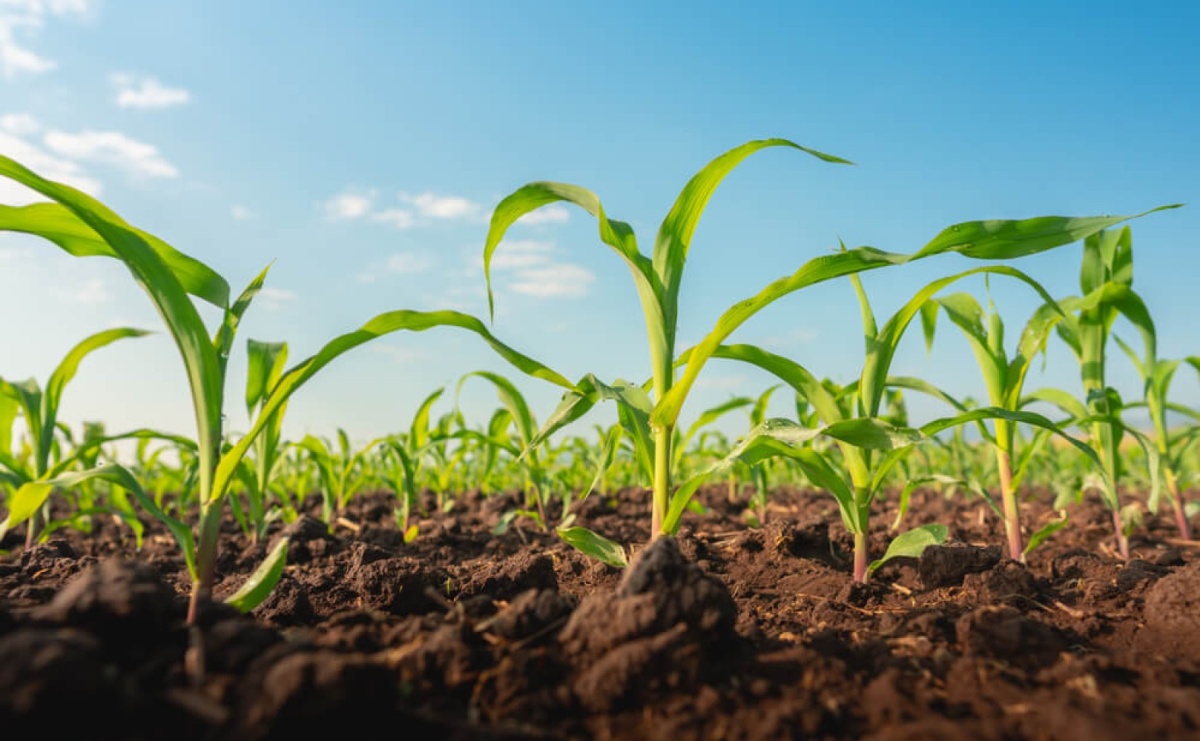 Biostymulatory roślin – czym są i po co są stosowane w rolnictwie? - Serwis informacyjny z Raciborza - naszraciborz.pl