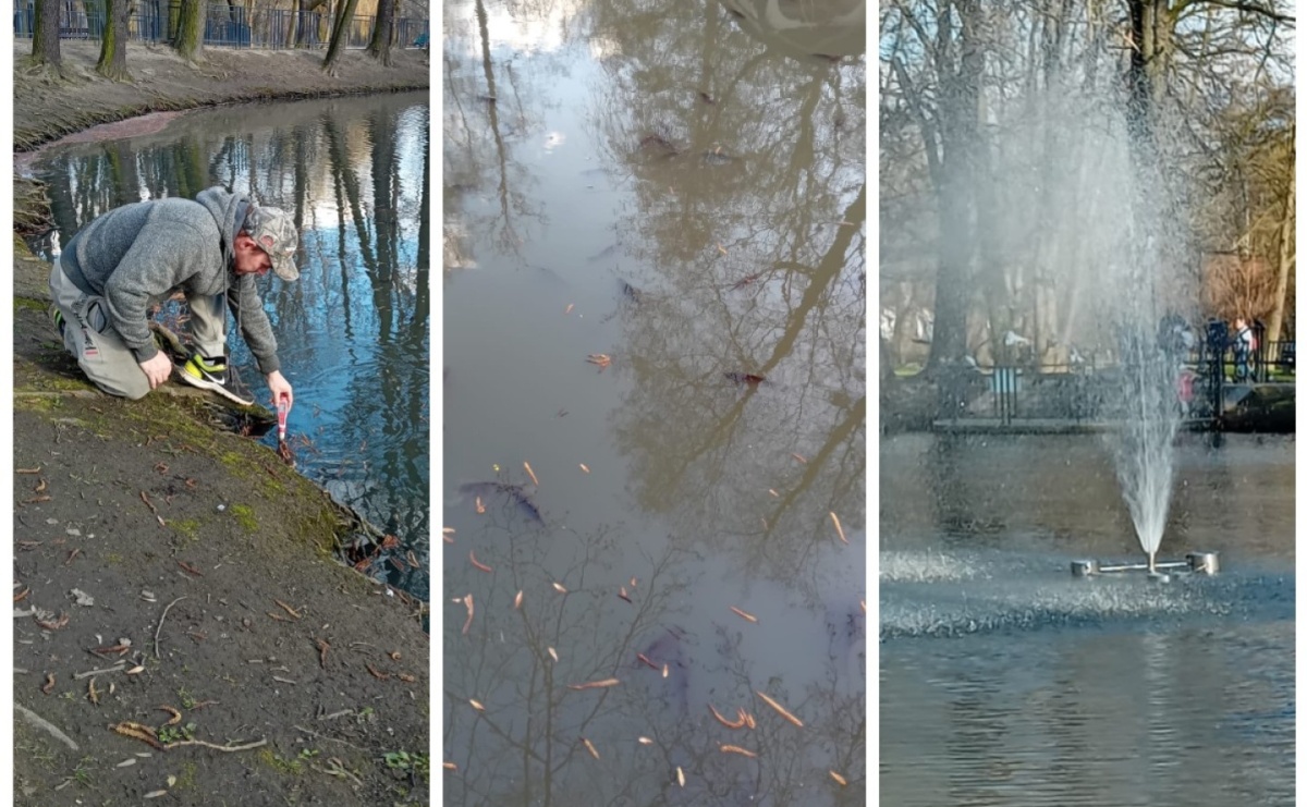 Śnięte ryby i fetor w parku miejskim. Radny interweniuje, miasto odpowiada - Serwis informacyjny z Raciborza - naszraciborz.pl