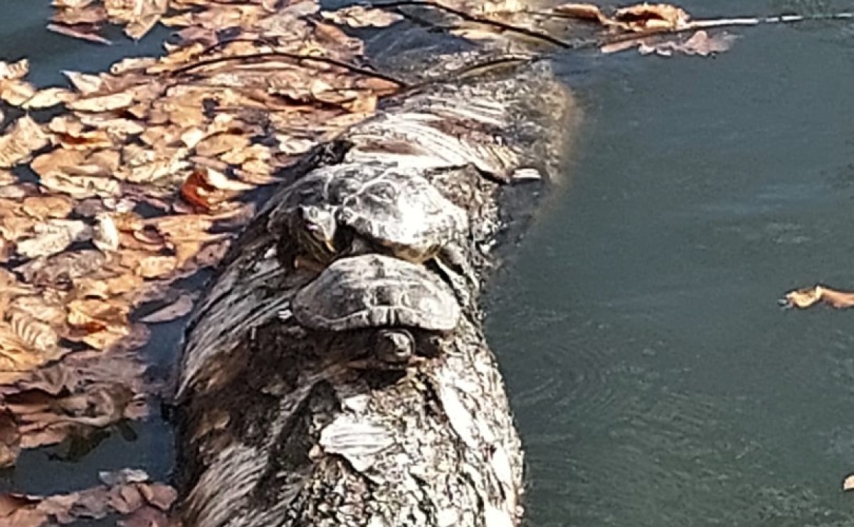 Niespodzianka nad Balatonem. Żółwie przetrwały zimę i znów dają o sobie znać - Serwis informacyjny z Raciborza - naszraciborz.pl