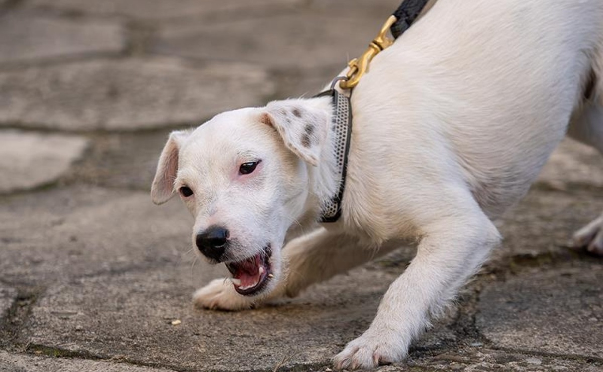 Koszule, mucha i ukryte narkotyki. Iron nie dał się zwieść pozorom elegancji - Serwis informacyjny z Raciborza - naszraciborz.pl