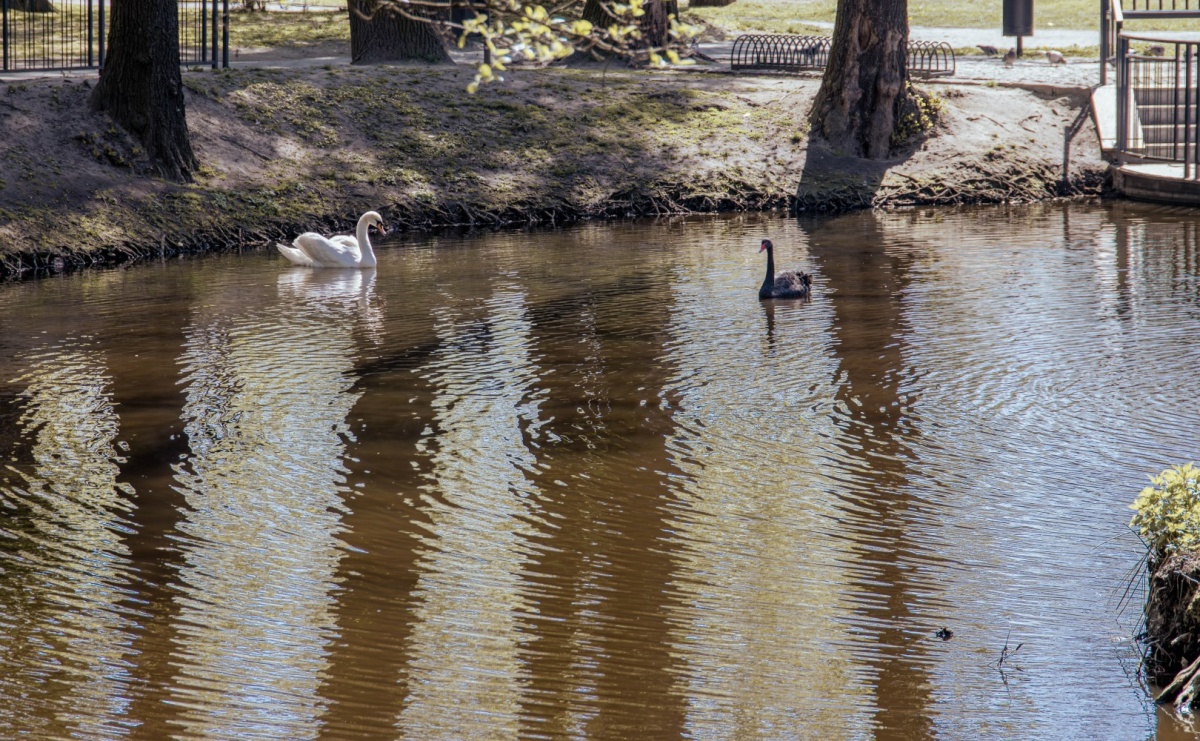 Wiosenny powrót Romeo i Julii. Park Zamkowy znów tętni życiem - Serwis informacyjny z Raciborza - naszraciborz.pl